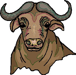 Buffaloes clip art