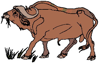 Buffaloes clip art