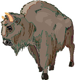 Buffaloes clip art
