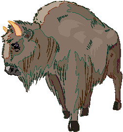 Buffaloes