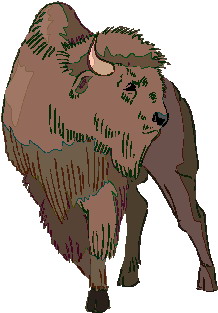 Buffaloes clip art