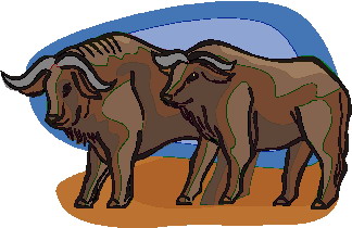 Buffaloes clip art