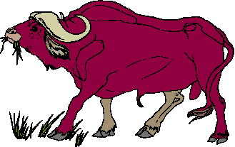 Buffaloes clip art