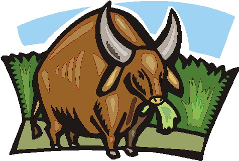 Bulls clip art