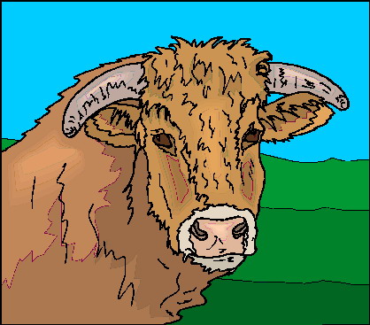 Bulls clip art