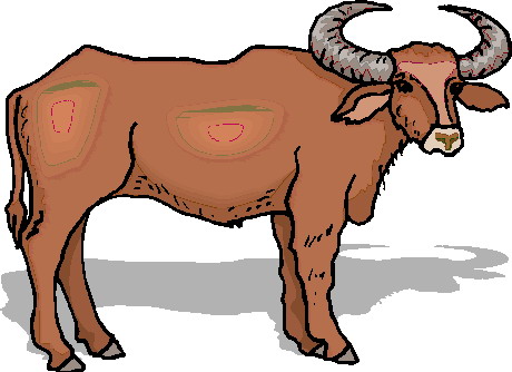 Bulls clip art