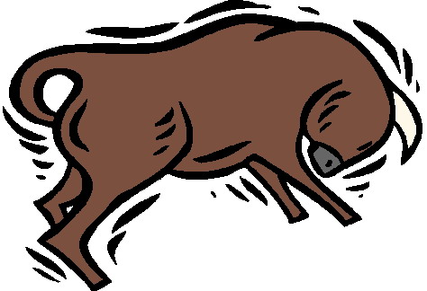 Bulls clip art