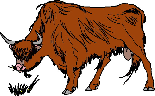 Bulls clip art