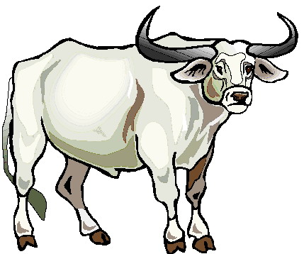 Bulls clip art