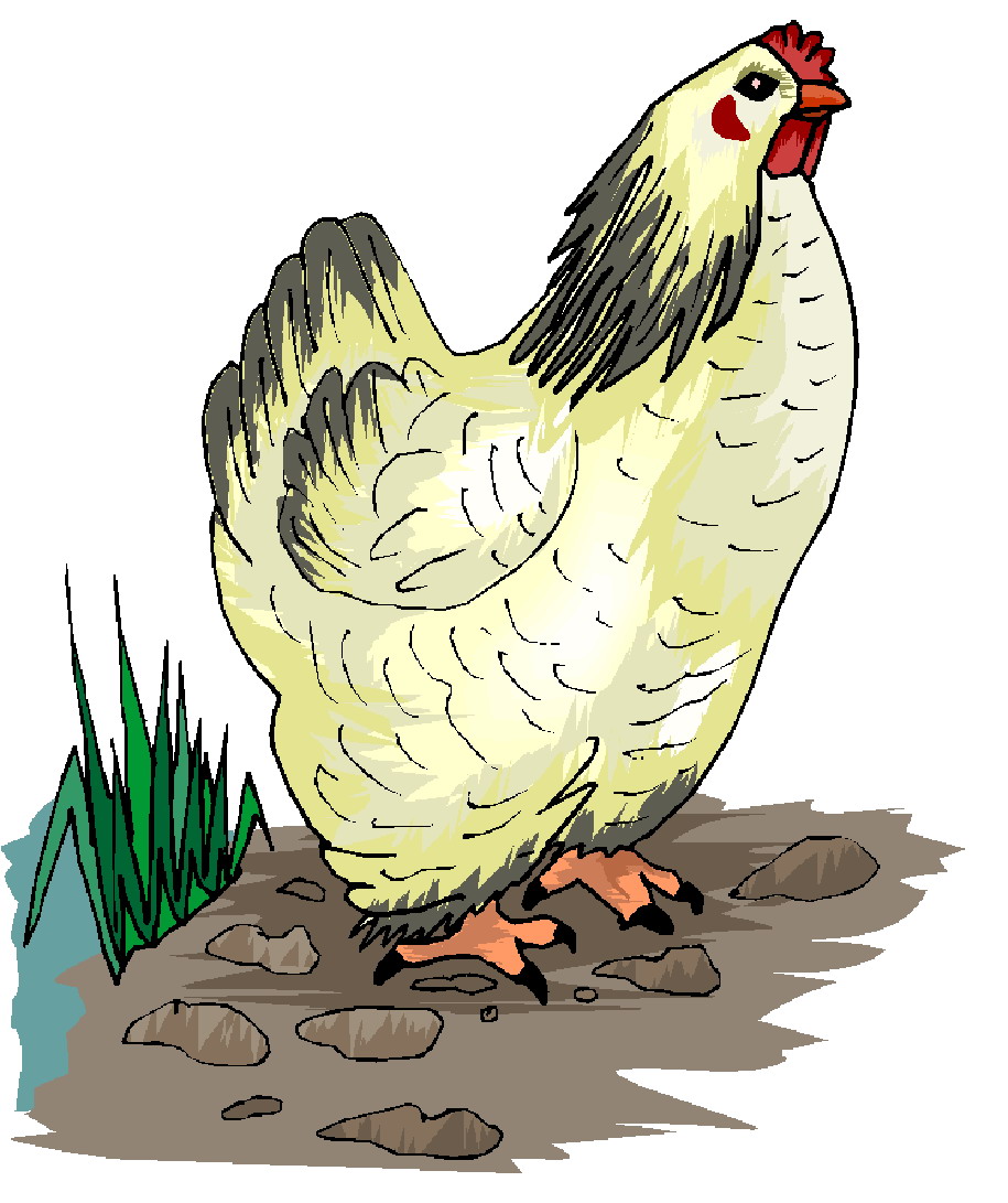 Chickens clip art