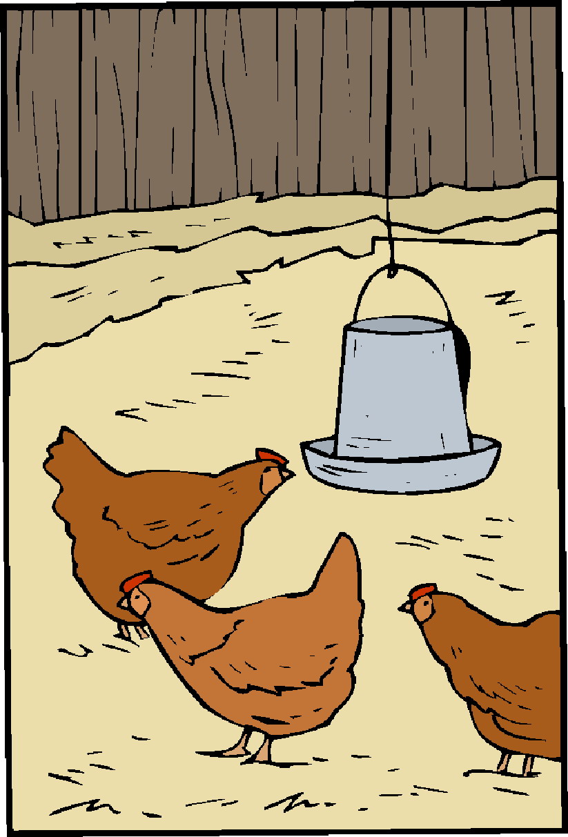 Chickens