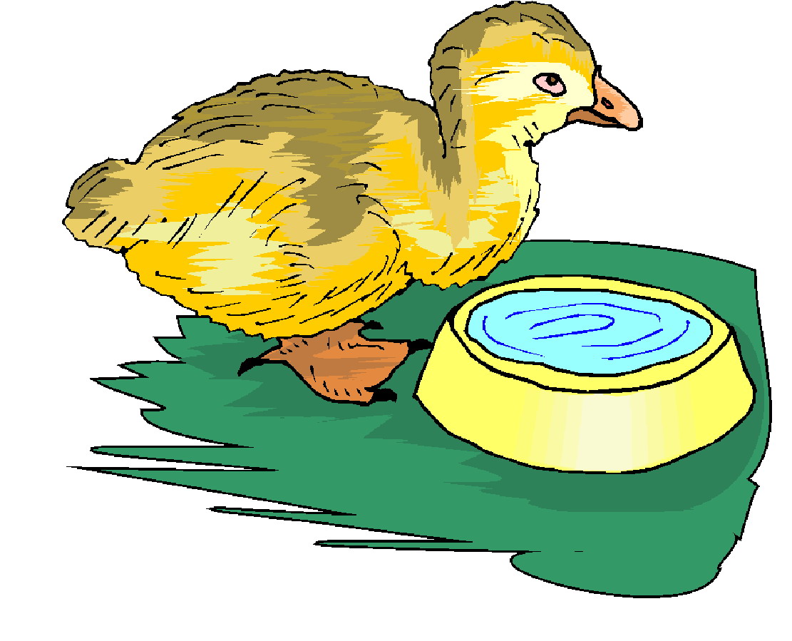 Chickens clip art