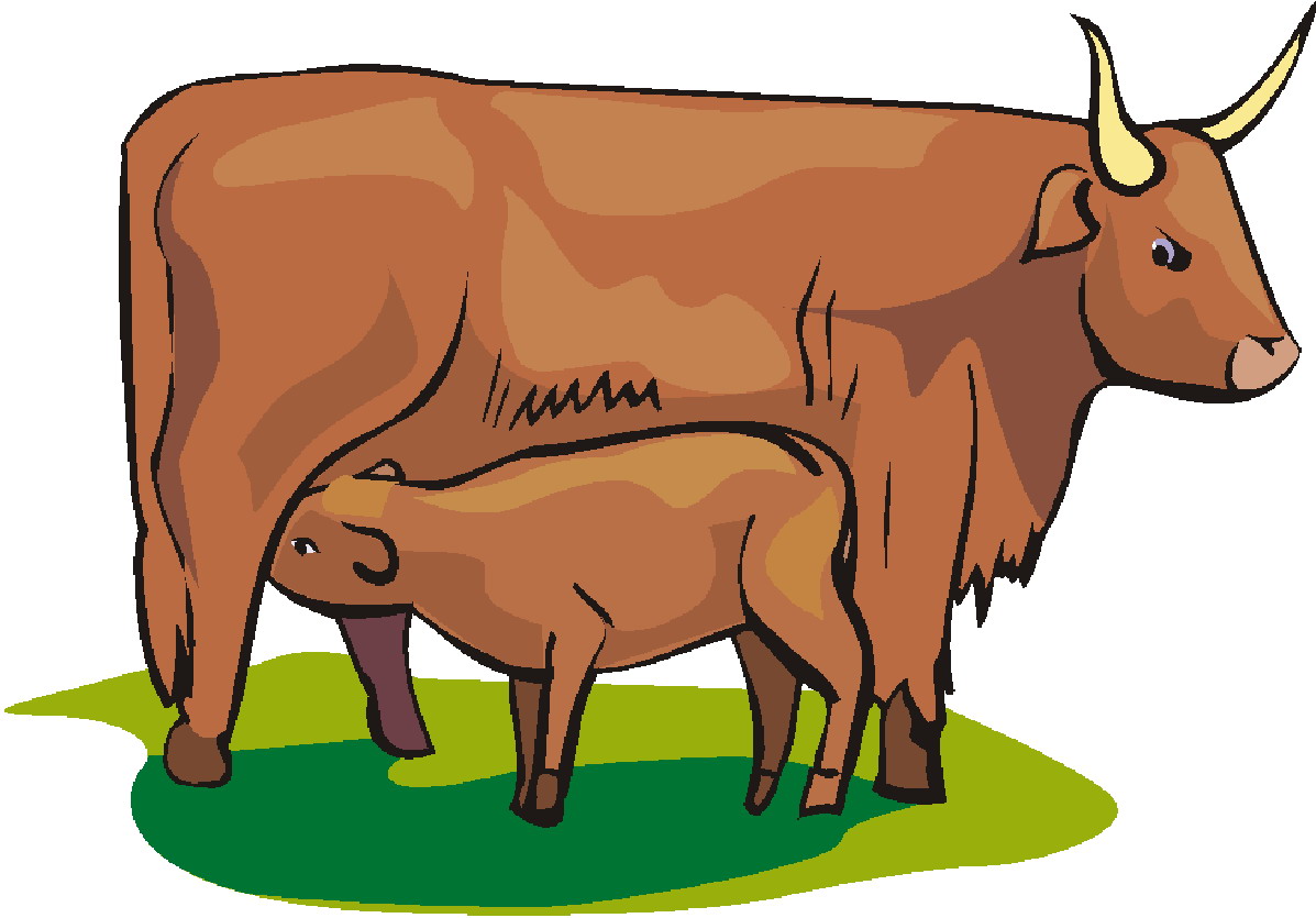 Cows clip art