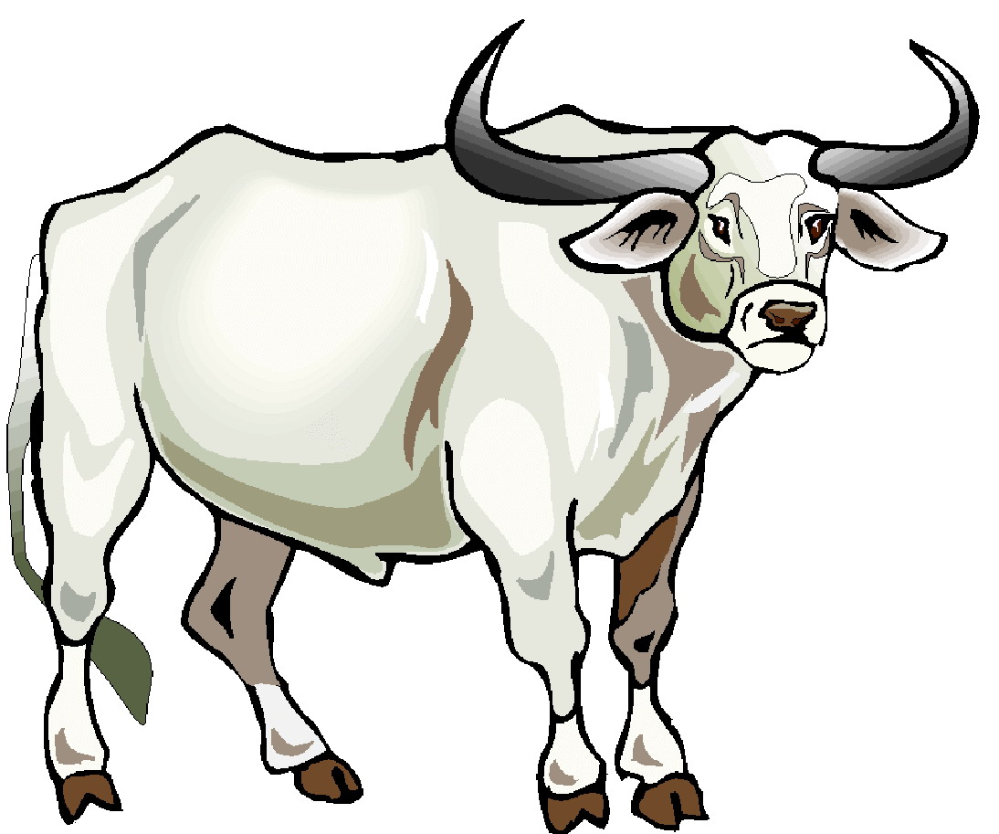 Cows clip art