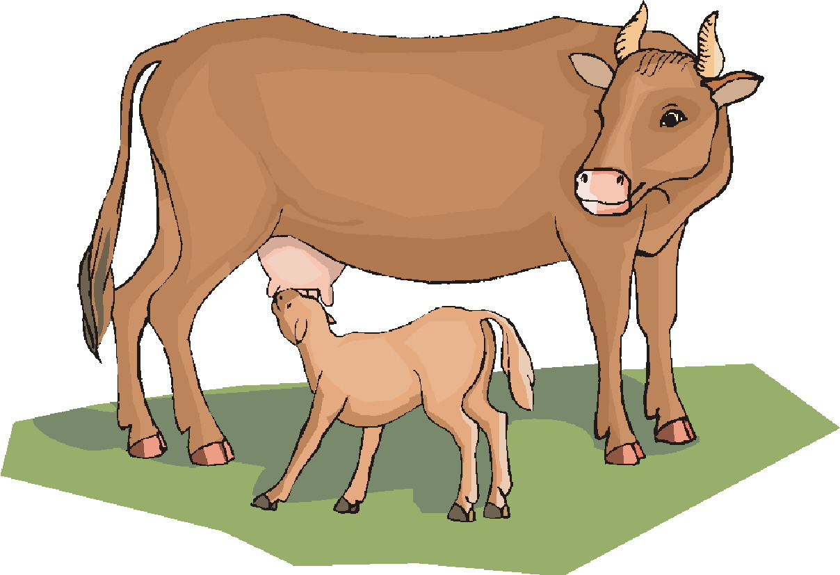 Cows clip art