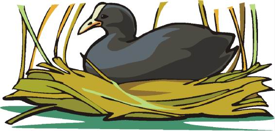 Ducks clip art