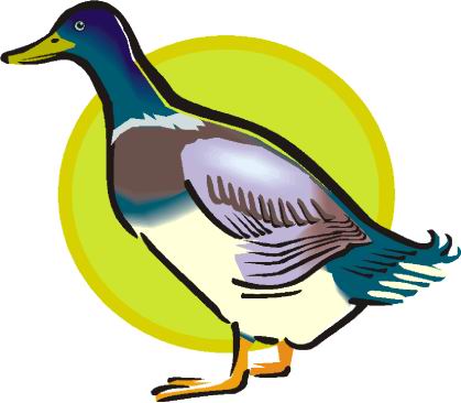 Ducks clip art