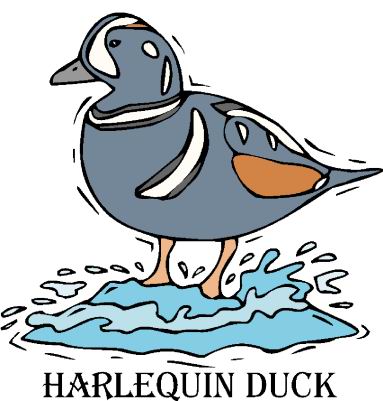 Ducks clip art