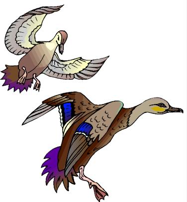 Ducks clip art