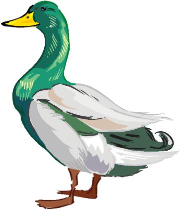 Ducks clip art