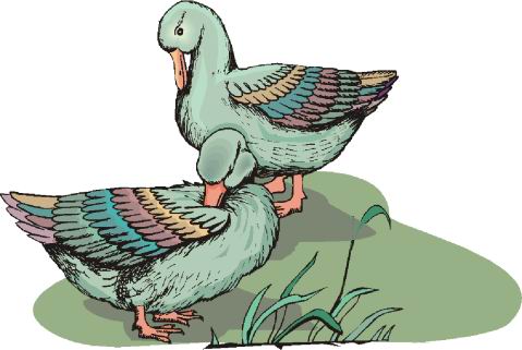 Ducks clip art