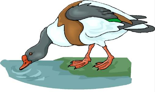 Ducks clip art