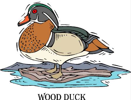 Ducks clip art