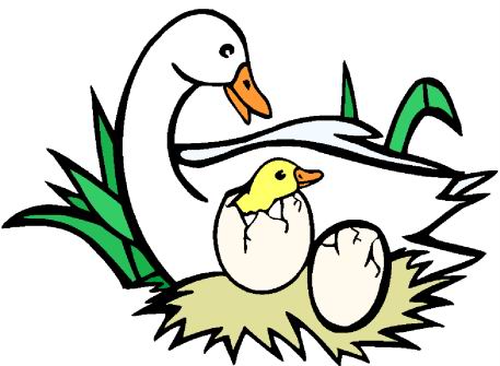 Ducks clip art