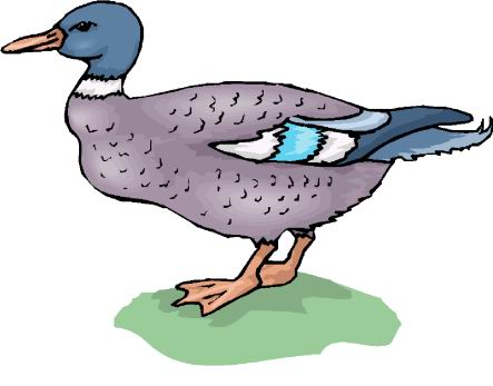 Ducks clip art