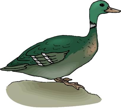 Ducks clip art