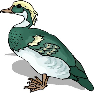 Ducks clip art