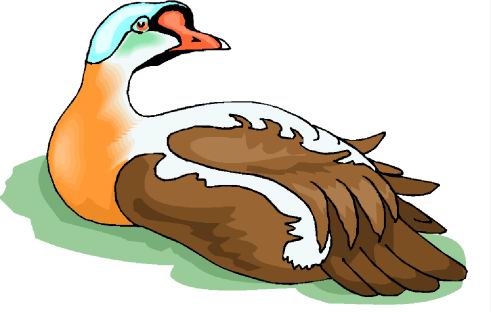 Ducks clip art