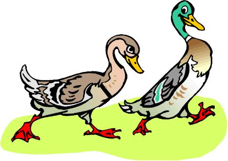 Ducks clip art