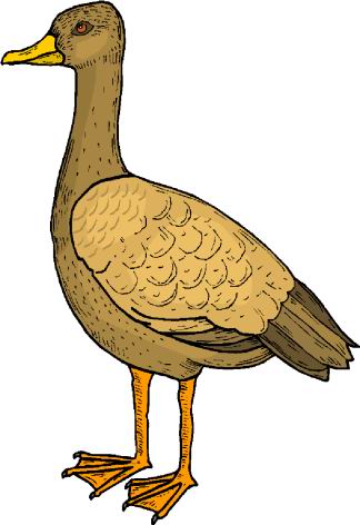 Ducks clip art