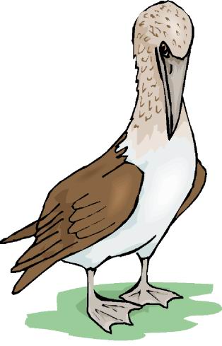 Ducks clip art