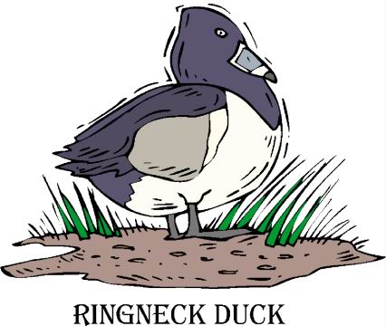 Ducks clip art