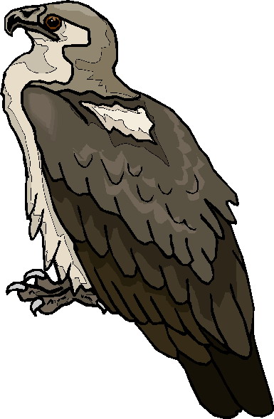 Eagle clip art