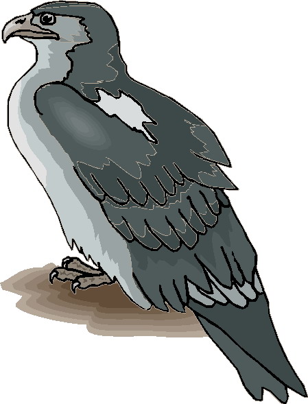 Eagle clip art