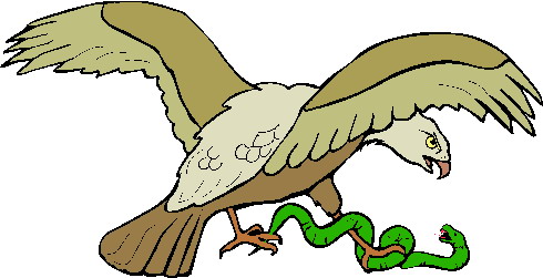 Eagle clip art