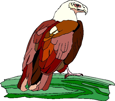 Eagle clip art