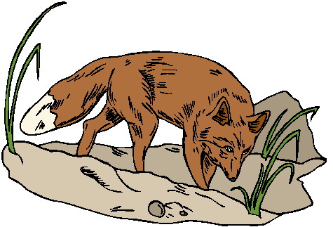 Foxes clip art