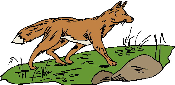 Foxes clip art