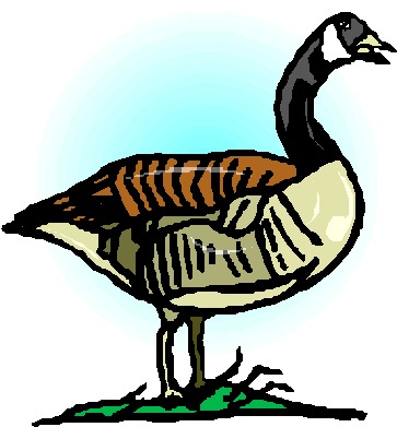 Geese clip art