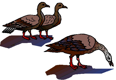 Geese clip art