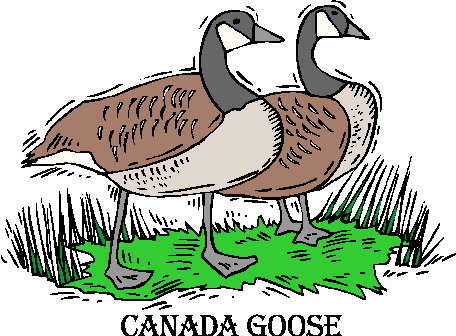 Geese