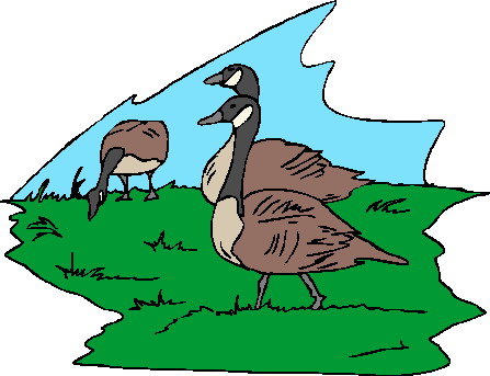 Geese clip art