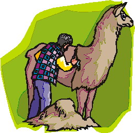 Lama clip art