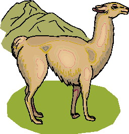 Lama clip art