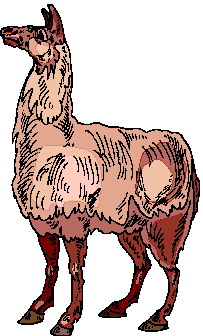 Lama clip art