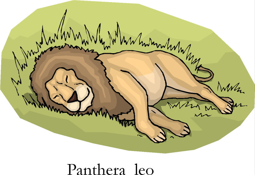 Lions clip art